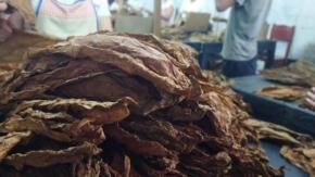 Sancti Spíritus impulsa el tabaco tapado de exportación (+Fotos)