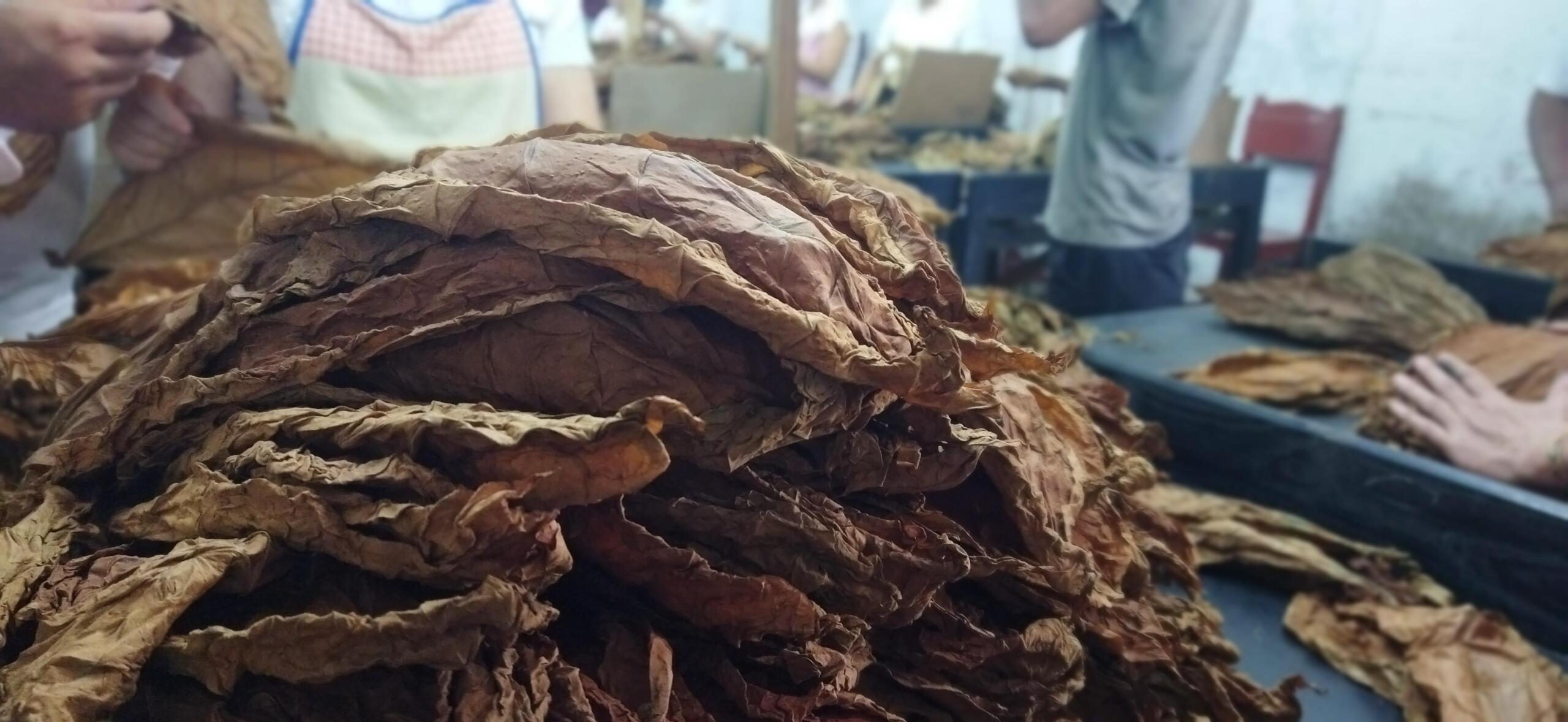 Sancti Spíritus impulsa el tabaco tapado de exportación (+Fotos)