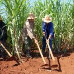 Azucareros del Uruguay refuerzan limpia de áreas cañeras