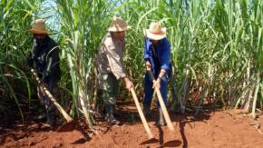 Azucareros del Uruguay refuerzan limpia de áreas cañeras