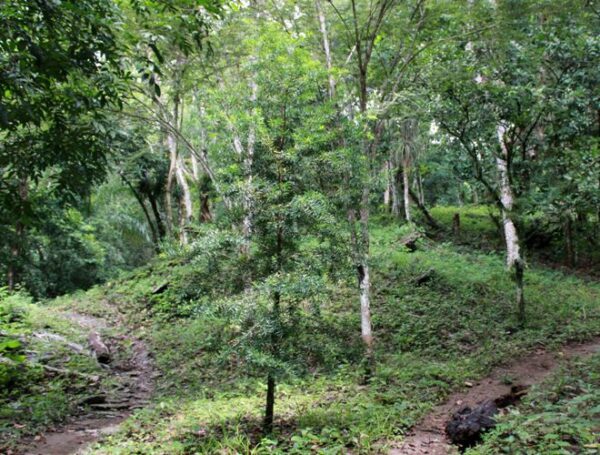 Ejemplares de Sabina (Podocarpusangustifolius), se divisan por los senderos de la Reserva. Foto: Oscar Alfonso Sosa.