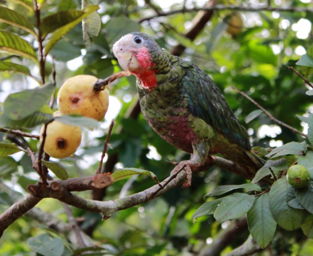 Lomas de Banao, emporio de la conservación