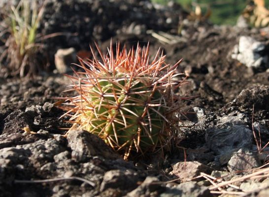 El Melocactus guitarti es el objeto central de conservación de la flora en la Reserva Florística Manejada Lomas de Fomento. Foto: Oscar Alfonso Sosa.
