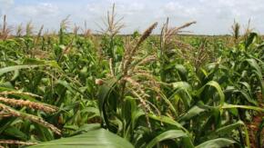 Prestan tierras a campesinos de Taguasco para favorecer siembra de alimentos