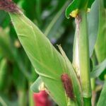 En Sancti Spíritus la soberanía alimentaria + biotecnología tiene resultados palpables