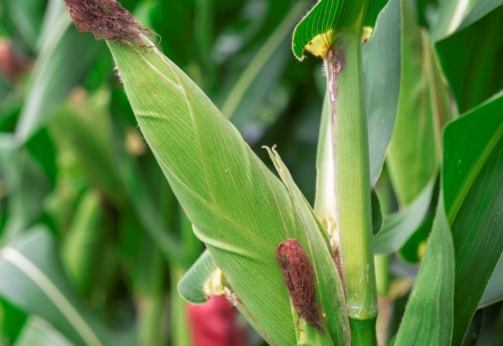 En Sancti Spíritus la soberanía alimentaria + biotecnología tiene resultados palpables