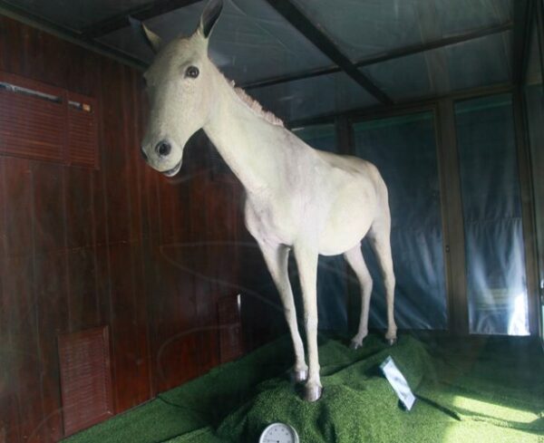 Uno de los mulos utilizados por el Ché en la Sierra Maestra se expone en una de las salas del Museo. Foto: Oscar Alfonso Sosa.
