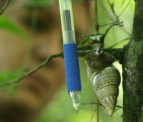 Estudiar, observar y proteger la naturaleza, impronta en estos tiempos. Foto: Oscar Alfonso Sosa.