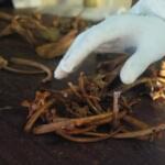 Peritaje descarta presencia de restos humanos en refugio de Olivos II (+ fotos)