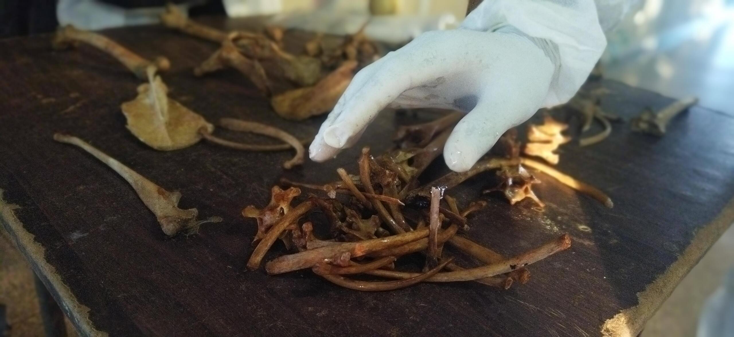 Peritaje descarta presencia de restos humanos en refugio de Olivos II (+ fotos)