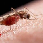 Informa Minsap sobre presencia del virus de Oropouche en Sancti Spíritus
