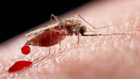 Informa Minsap sobre presencia del virus de Oropouche en Sancti Spíritus