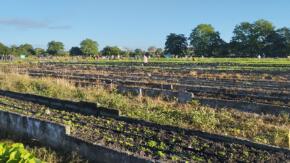 Espirituanos apoyan jornada de trabajo voluntario en el organopónico El Gigante