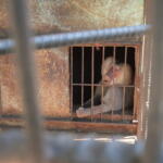 El escape de Víctor (+Video)