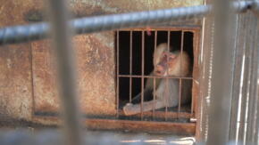 El escape de Víctor (+Video)