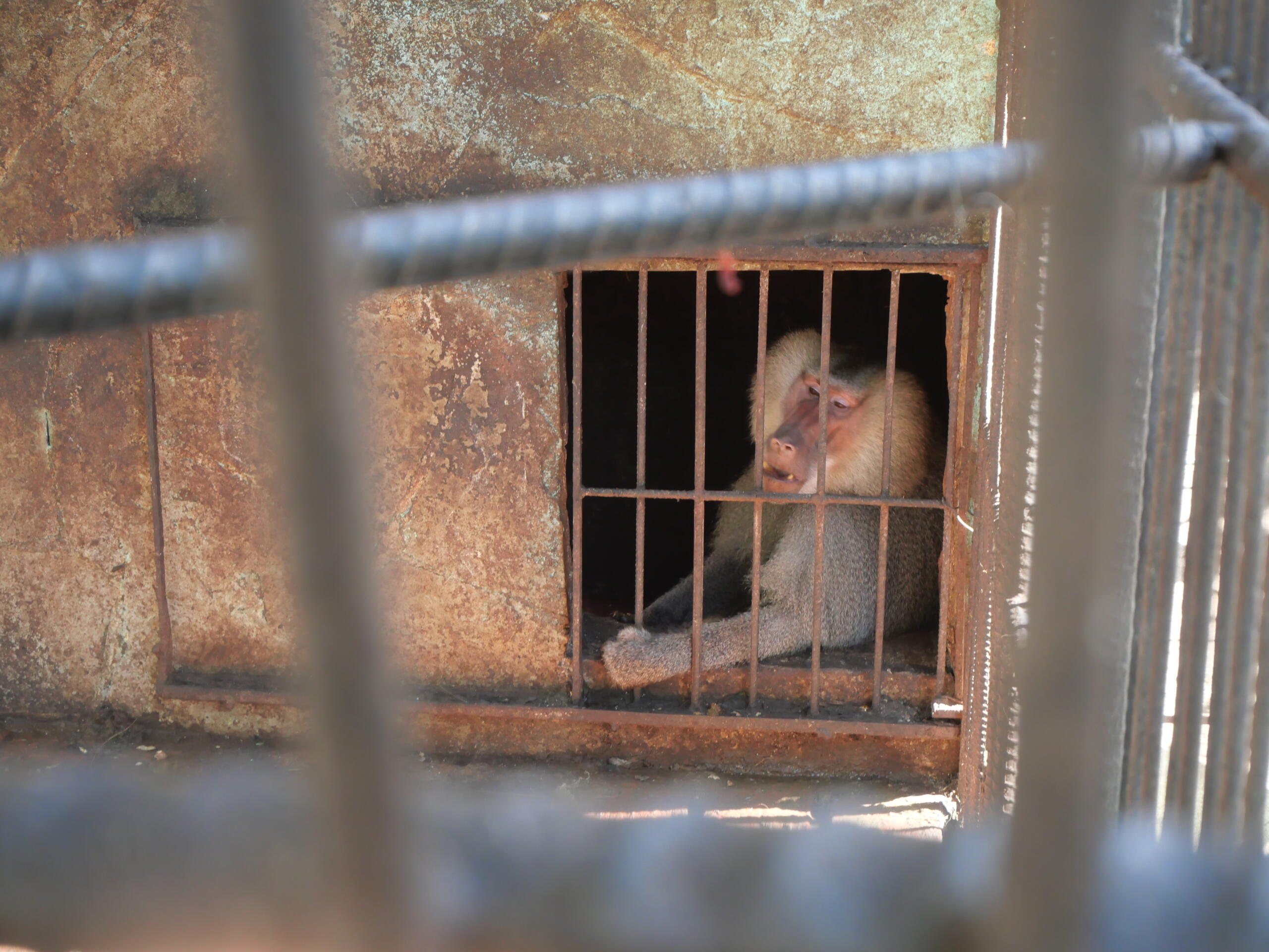 El escape de Víctor (+Video)