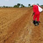 Campesinos de Cabaiguán por incrementos productivos en campaña invernal