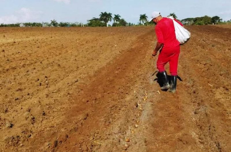 Campesinos de Cabaiguán por incrementos productivos en campaña invernal
