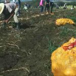 Satisfacción en población espirituana por producción de papa ecológica