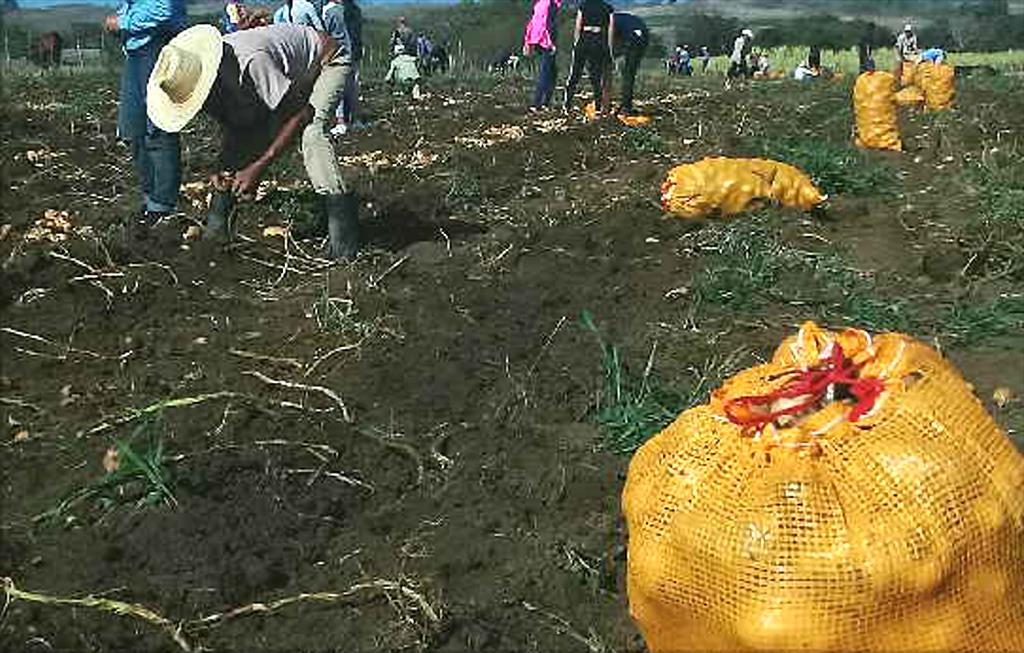 Satisfacción en población espirituana por producción de papa ecológica