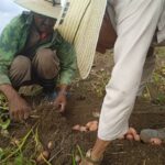 Campaña papera convencional  en Sancti Spíritus queda por debajo de lo previsto