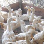 Unidades arroceras del Sur del Jíbaro retoman cría de patos
