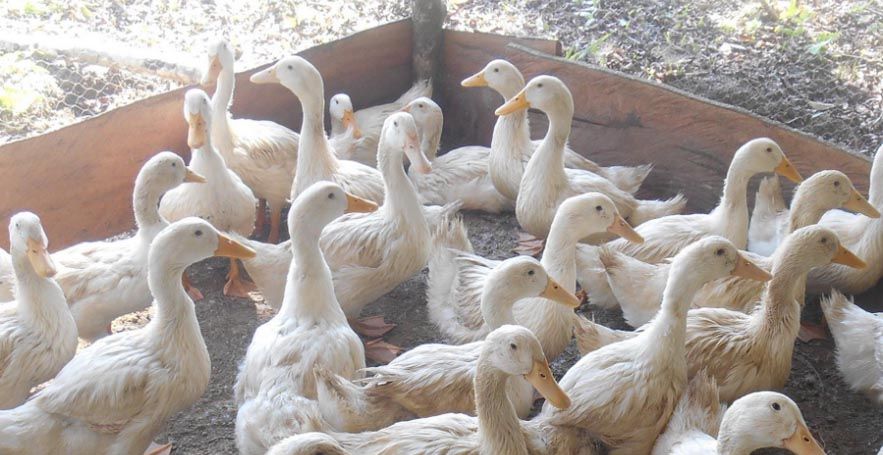 Unidades arroceras del Sur del Jíbaro retoman cría de patos