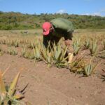 Plantas medicinales, un bien necesario