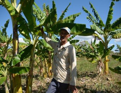 El plátano comienza a copar espacios por su uso en la elaboración de fármacos. Foto: Oscar Alfonso Sosa.