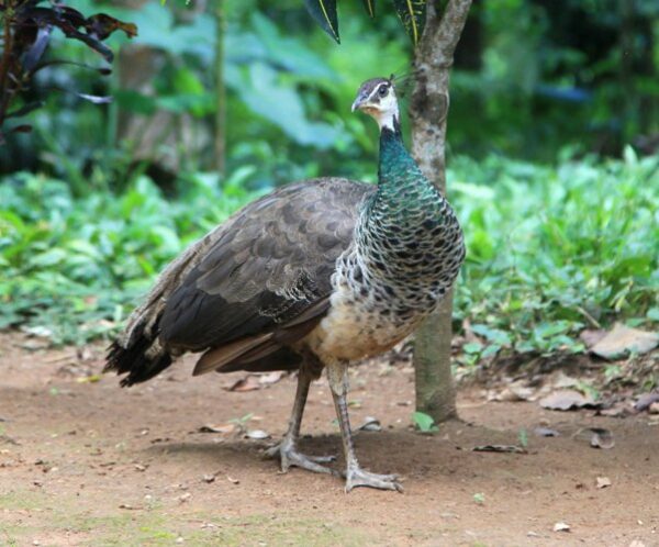 El pavo real, un elemento que no es extraño en parajes rurales. Foto: Oscar Alfonso Sosa.