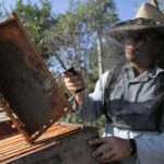Apicultores espirituanos se preparan para la mejor etapa en la producción de miel