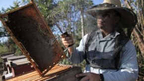 Apicultores espirituanos se preparan para la mejor etapa en la producción de miel