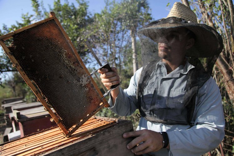 Apicultores espirituanos se preparan para la mejor etapa en la producción de miel