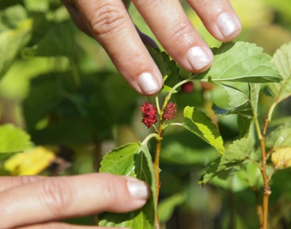 La ciencia vinculada al quehacer agropecuario, una realidad con mucho por aportar. Foto: Oscar Alfonso Sosa.