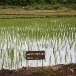 Arroceros hacen ciencia desde el campo