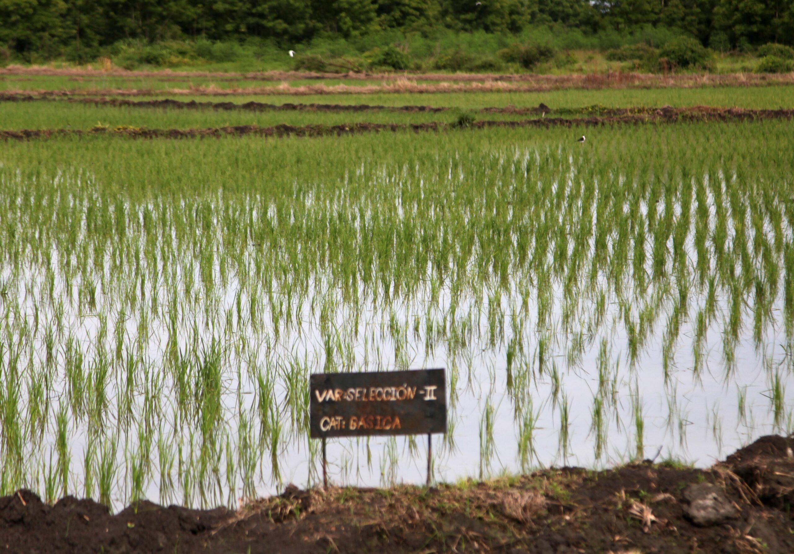 Arroceros hacen ciencia desde el campo