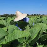 La tradición guajira de Raudel Marrero