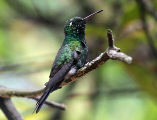 El zunzún pequeña e interesante ave, es cotidiana en los escenarios de la Reserva. Foto: Oscar Alfonso Sosa.