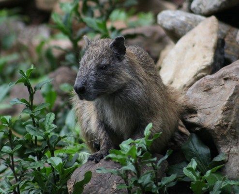 La jutía, especia de la fauna presente en la Reserva y protegida. Foto: Oscar Alfonso Sosa.