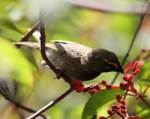 Más de 80 especies de aves habitan en la Reserva. Foto: Oscar Alfonso Sosa.