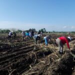 El reclamo de la caña
