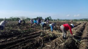 El reclamo de la caña