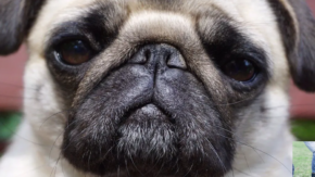 Perros de hocico corto