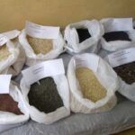 Sobresale unidad espirituana productora de semillas