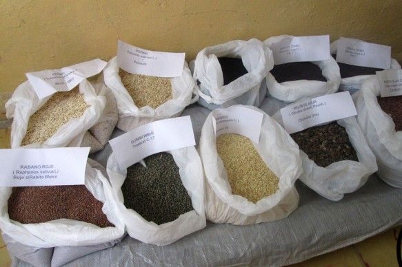 Sobresale unidad espirituana productora de semillas