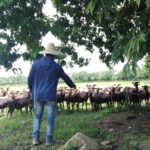 Los desafíos de la finca Manaca Rubio