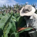 Santiago García: El arte del buen veguero (+ fotos)