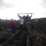 Azucareros del Uruguay alcanzan el 74 por ciento del compromiso anual de siembra de caña