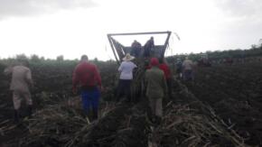 Azucareros del Uruguay alcanzan el 74 por ciento del compromiso anual de siembra de caña