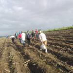 Cañeros del Melanio Hernández logran la mayor siembra de los últimos dos años